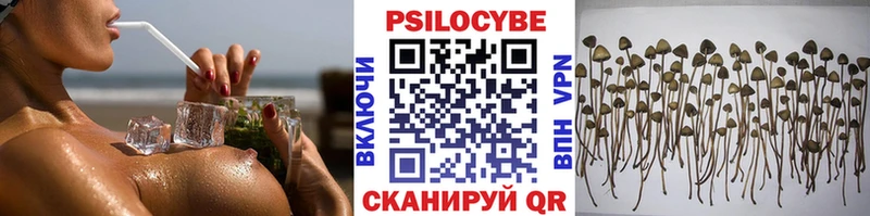 купить наркоту  Ковылкино  Псилоцибиновые грибы Psilocybe 